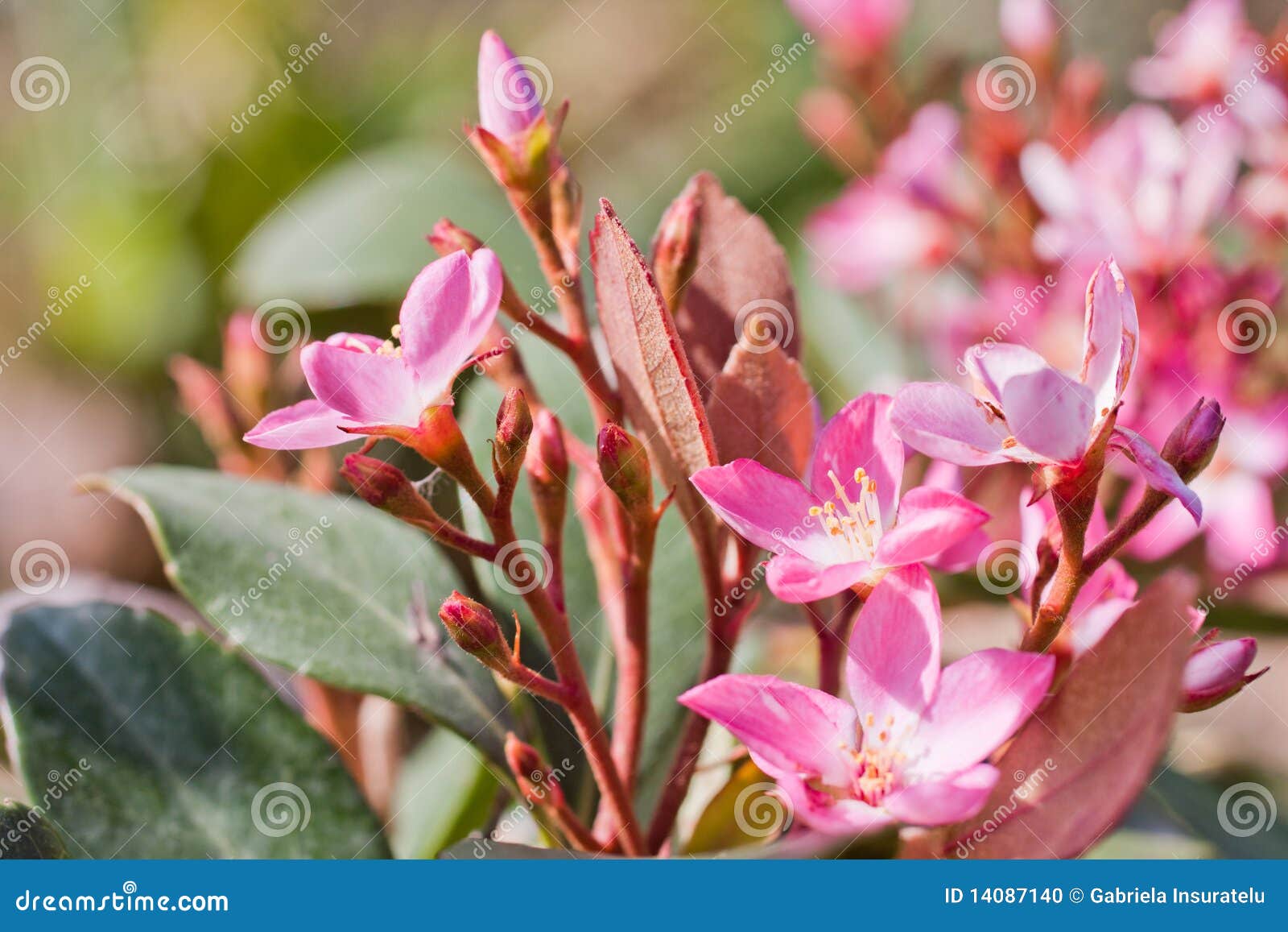 Indian Hawthorn (Rhaphiolepis Indica), Pink Lady, Flowers RoyaltyFree