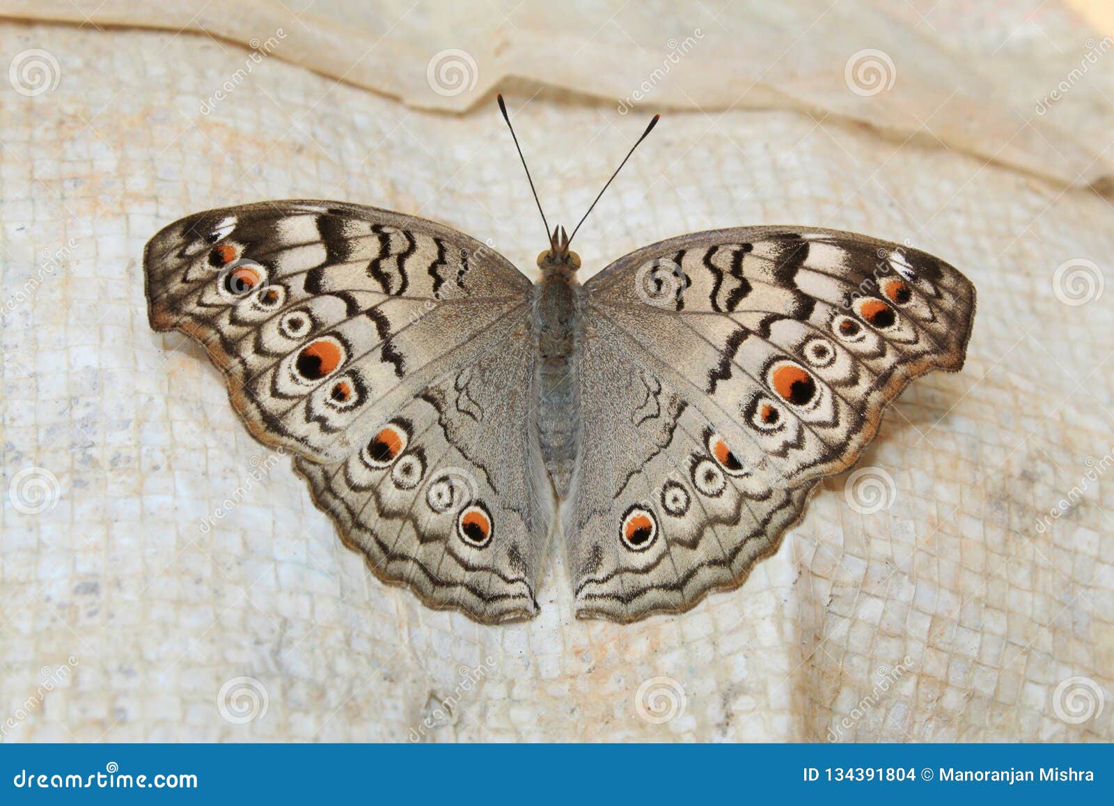 indian junonia atlites grey pansy butterfly closeup.