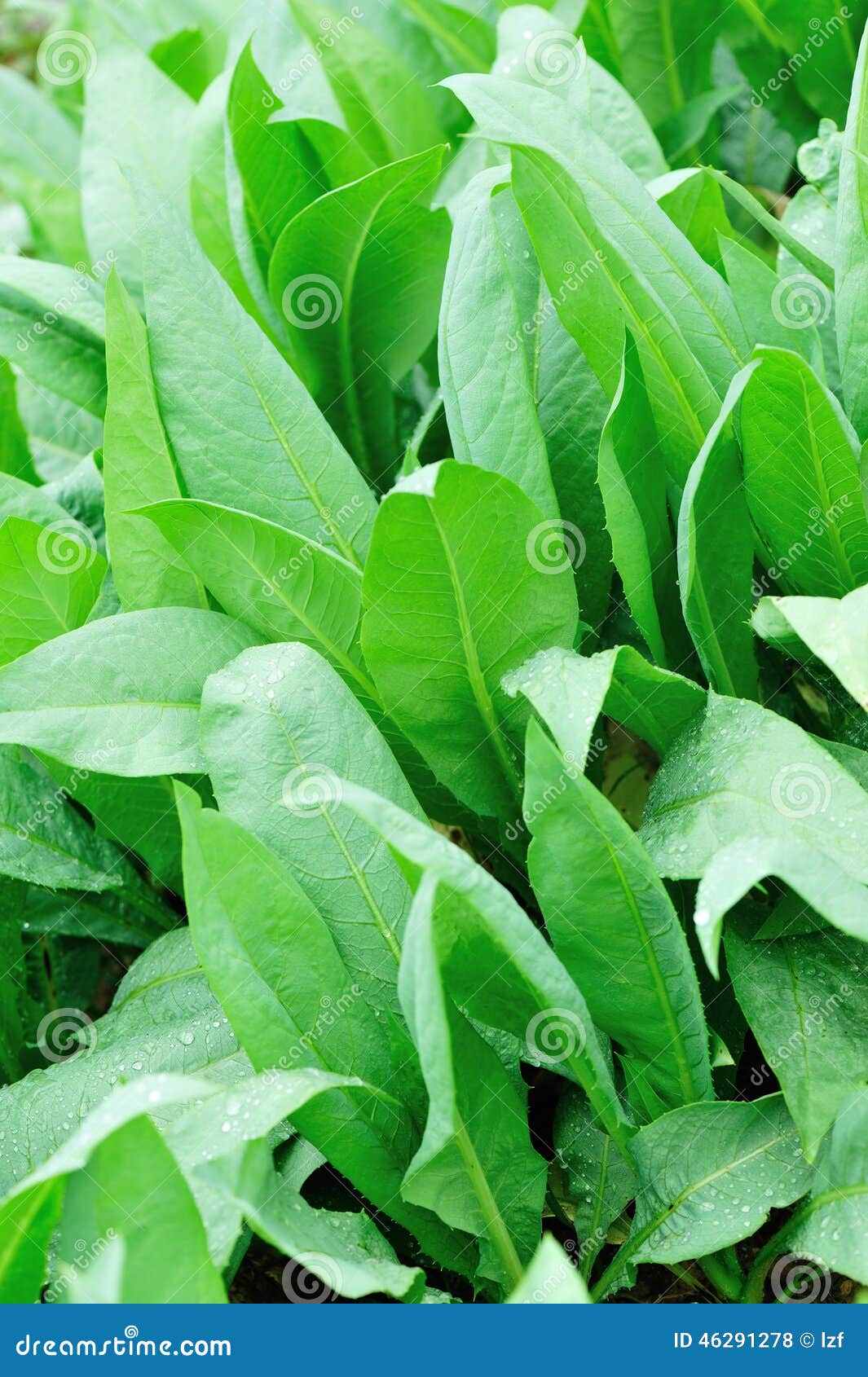 Indian Lettuce in Growth at Vegetable Garden Stock Photo Image of