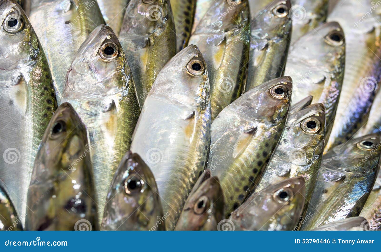 Indian Mackerel stock photo. Image of catch, indian, food 53790446