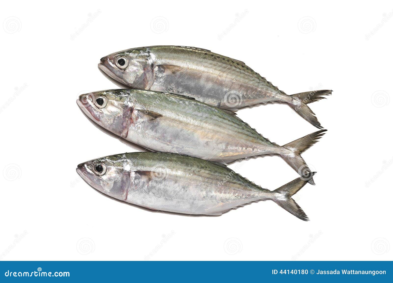 Indian mackerel fresh stock photo. Image of fish, fauna 44140180