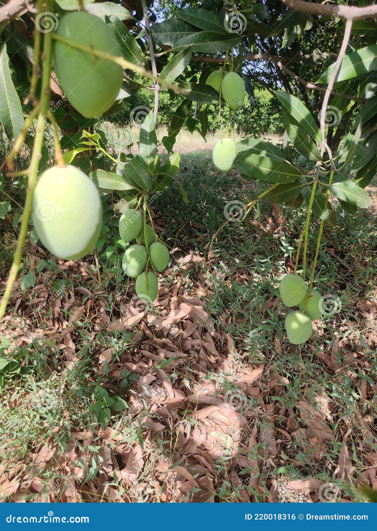 Indian Mango Kacchi Keri Tree Stock Photo Image of mango, keri 220018316