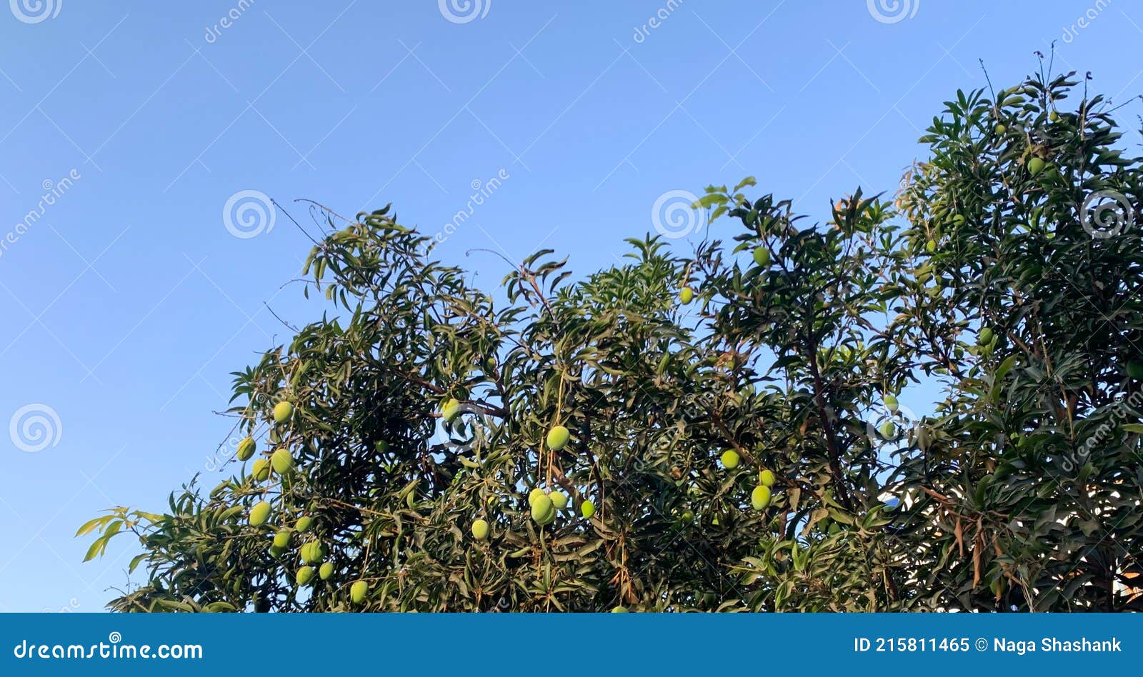 Indian Mango Tree Background with Handing Mangoes Stock Image - Image