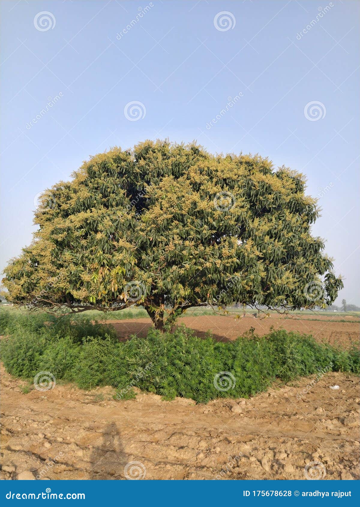Indian Mango Tree in Village Stock Photo Image of flowering, indian