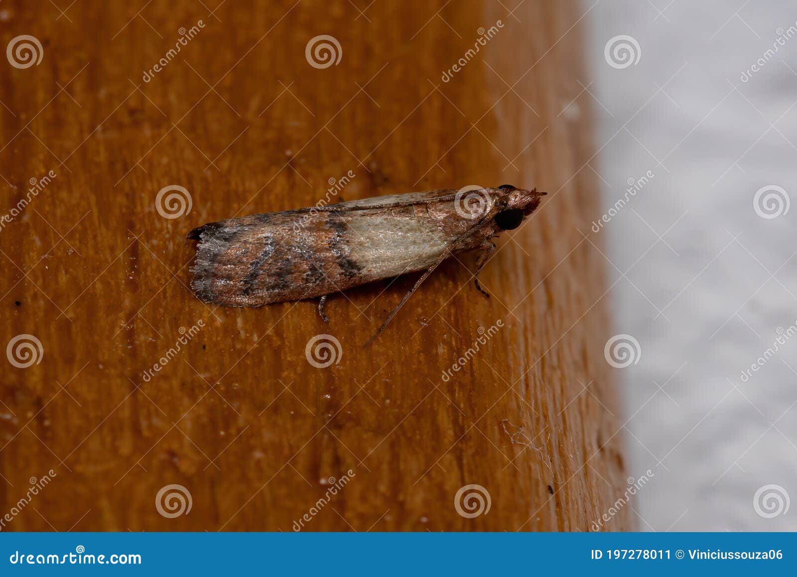 Indian Meal Moth stock image. Image of close, indian - 197278011