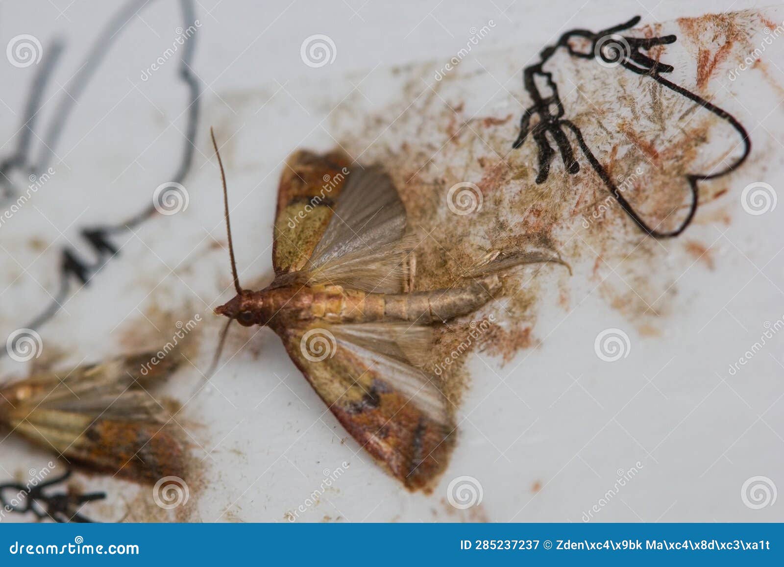 The Indian Meal Moth, Weevil Moth (Plodia Interpunctella) Detail of ...