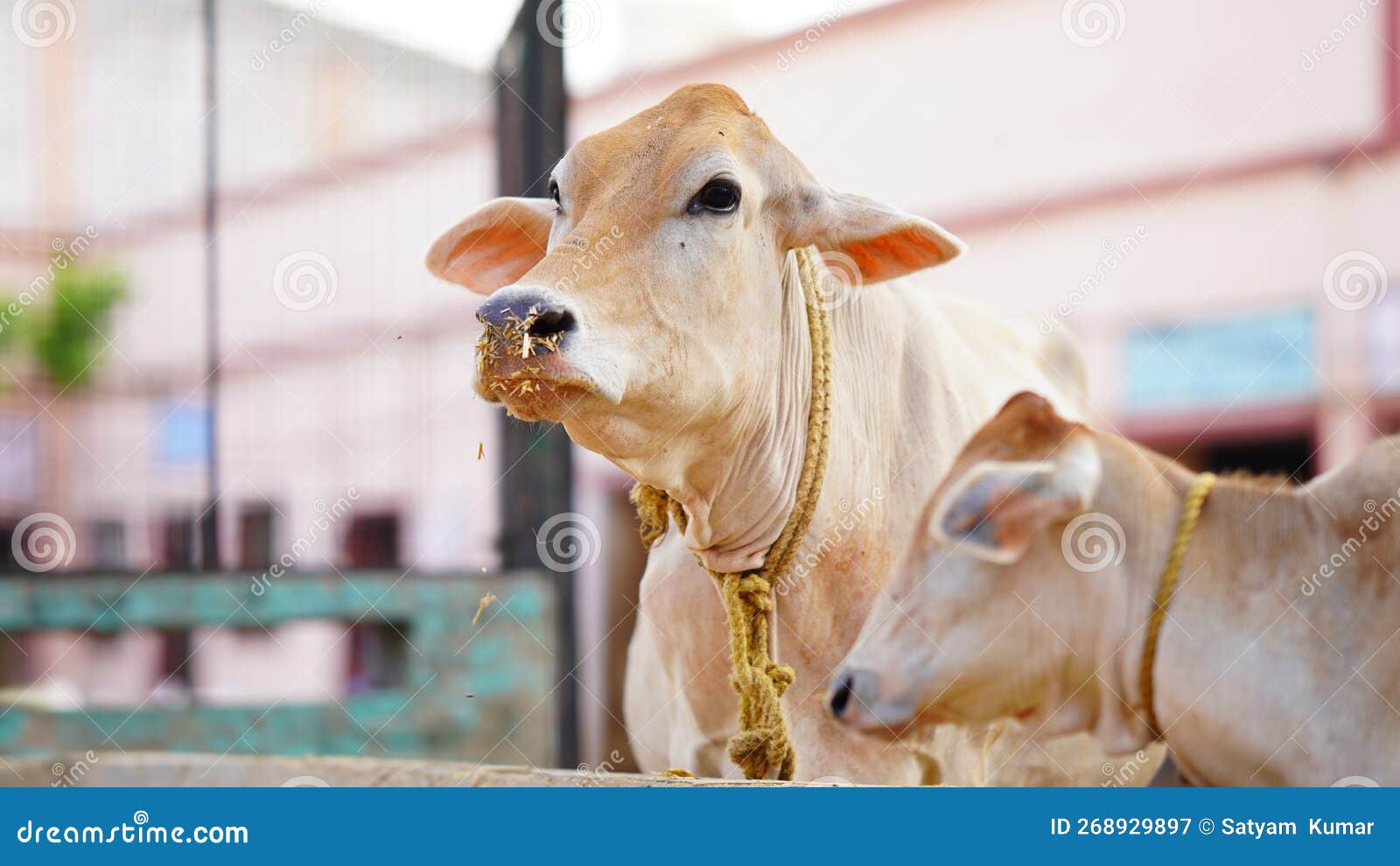 The Indian Milky Cow Selective Focus Stock Image Image of natural