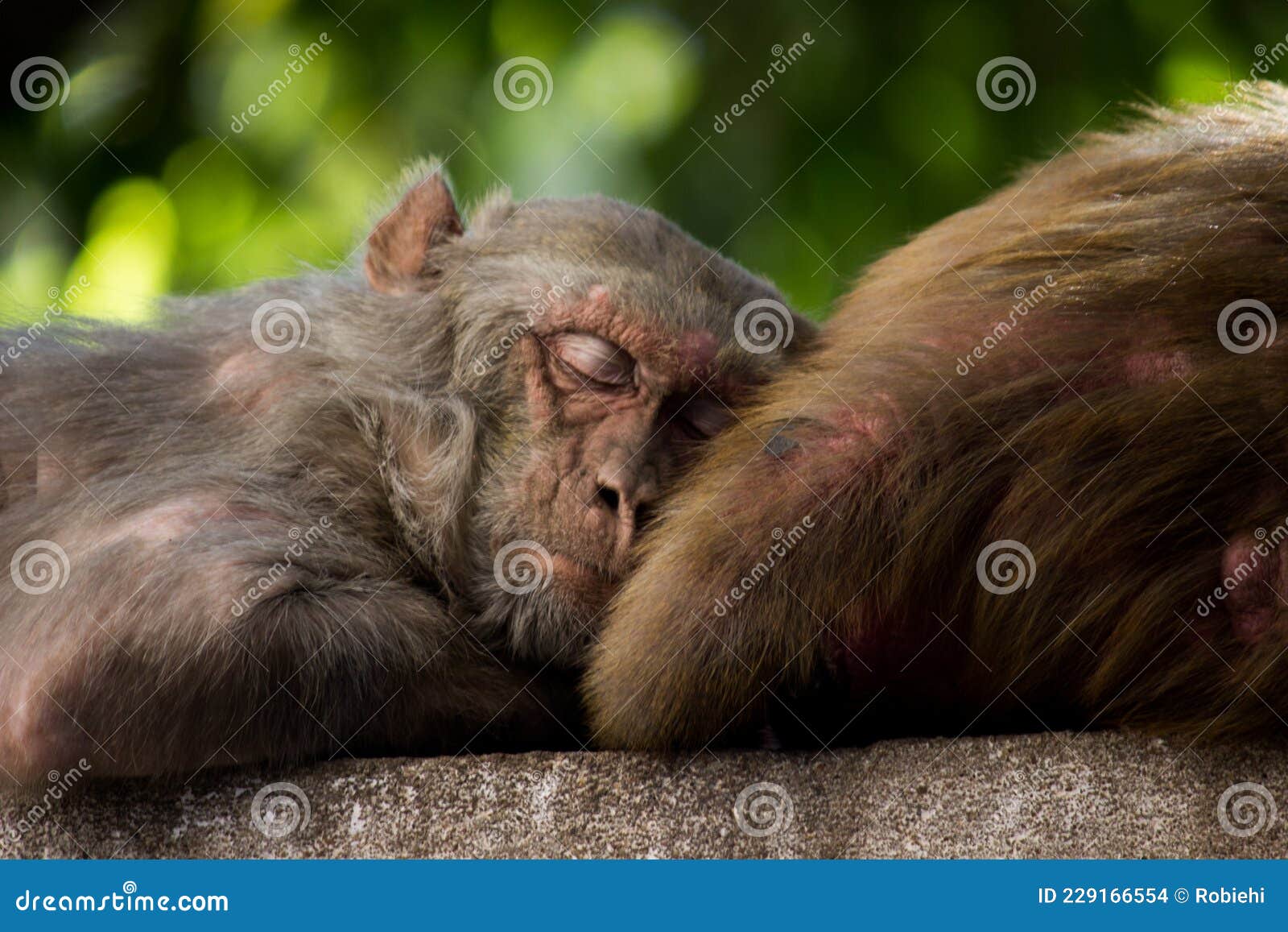 indian monkeys also known as the rhesus macaque taking a short nap under the tree in mid summer time in india