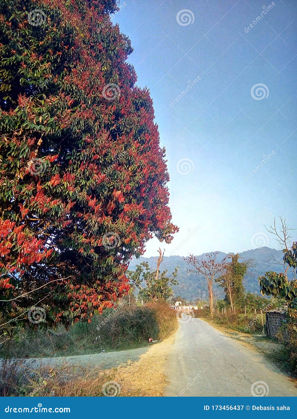 Indian Mountain road stock image. Image of road, tree 173456437