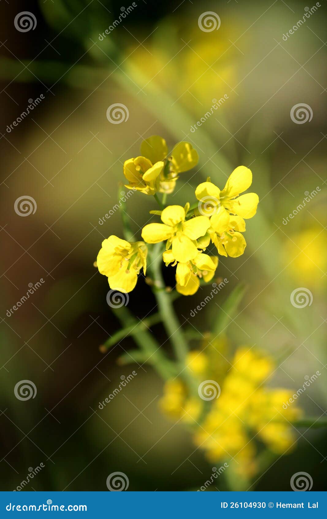 Indian Mustard flower stock photo. Image of flower, garden 26104930