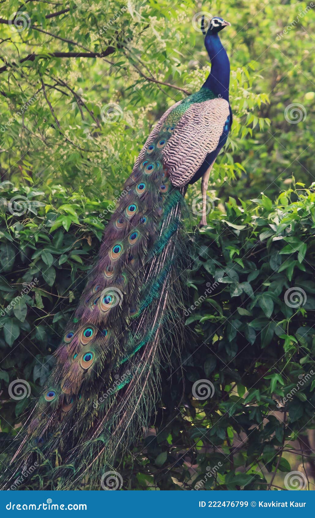 Indian National Bird Peacock with Feathers Posing Stock Image - Image of  blue, pride: 222476799