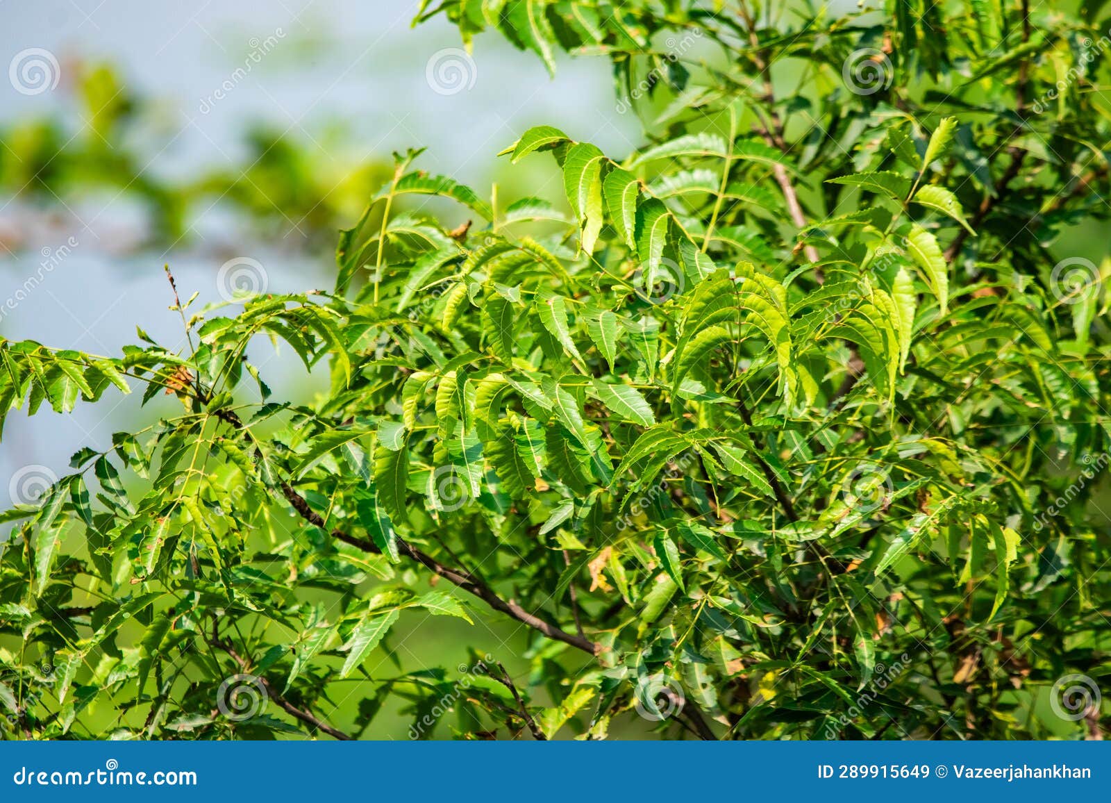 Indian Neem Azadirachta Indica Tree Full of Green Leaves in the Forest ...