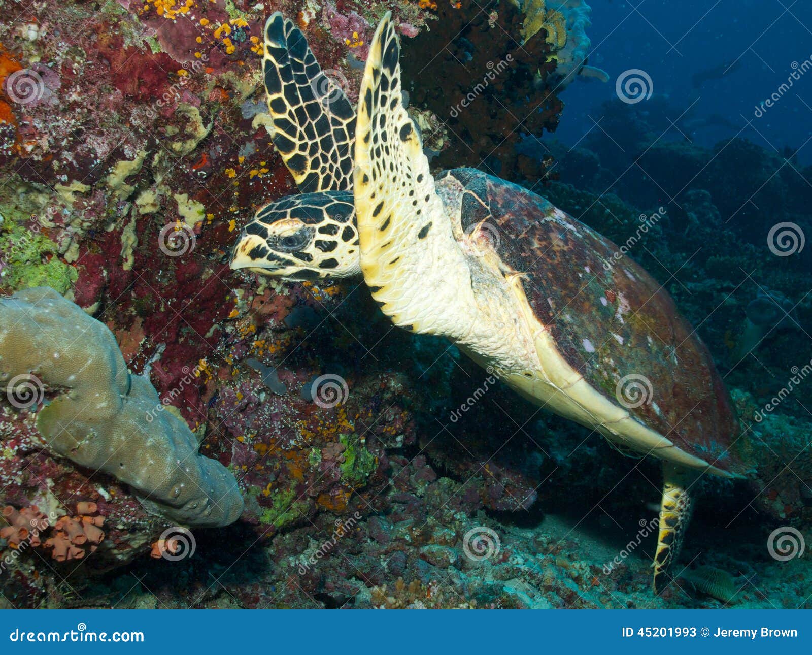 Indian Ocean Hawksbill Turtle Stock Image Image of cheloniidae