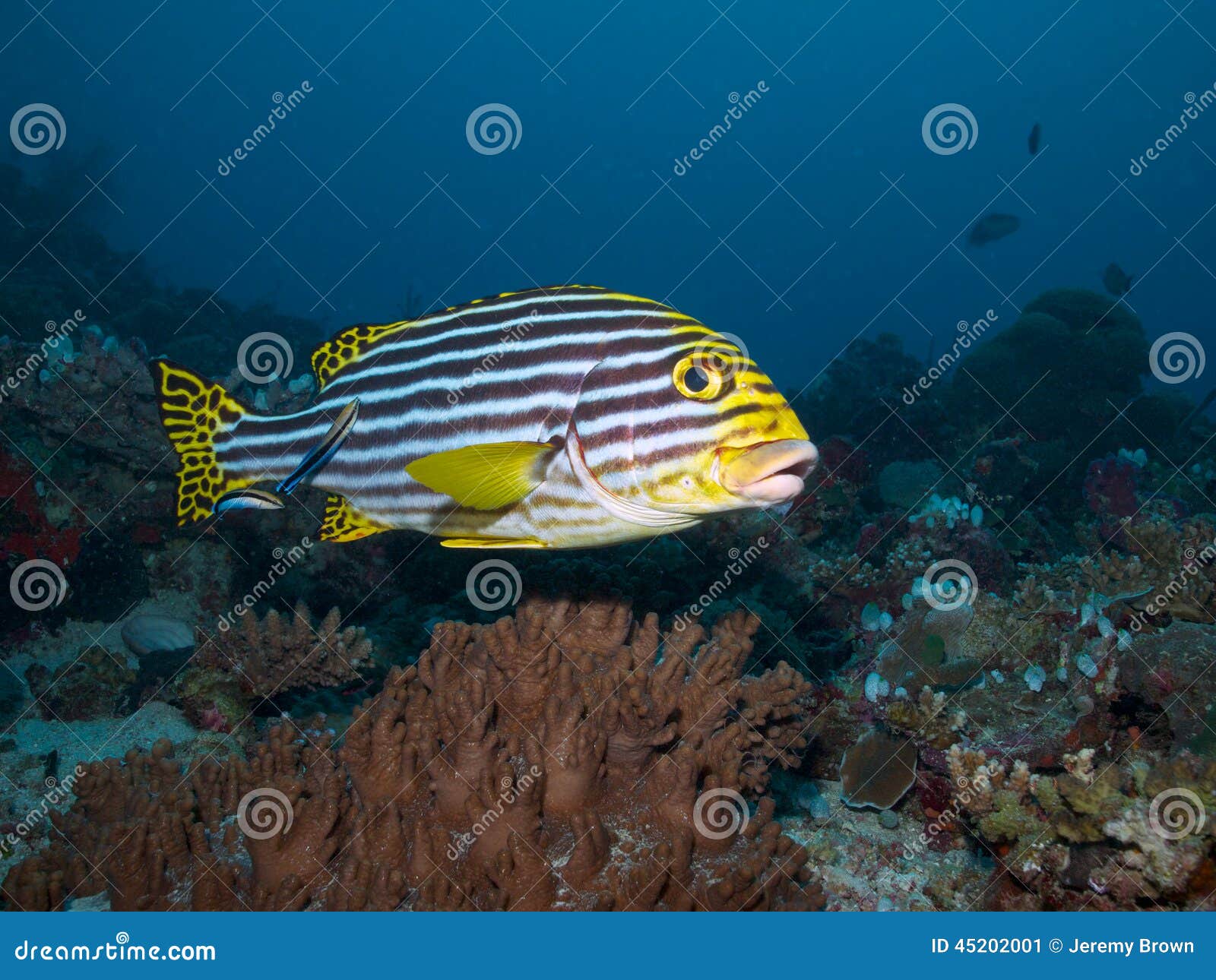 Indian Ocean Oriental Sweetlips Stock Image - Image of diving, common ...