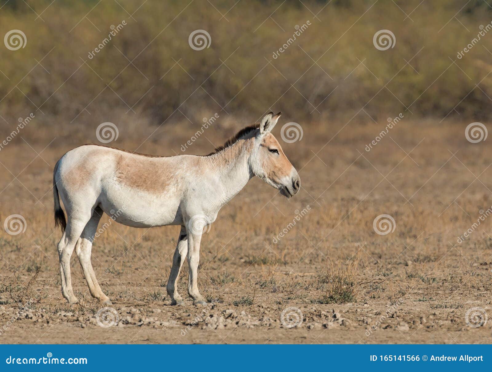 Дикий осел азии 5. Индийский Кулан. Equus hemionus Onager Лошадиные. Кулан животное фото. Дикий Африканский осел.