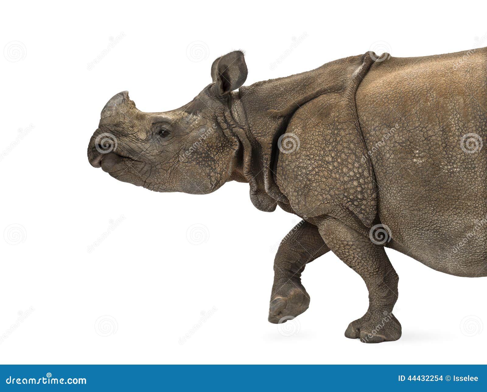 indian one-horned rhinoceros