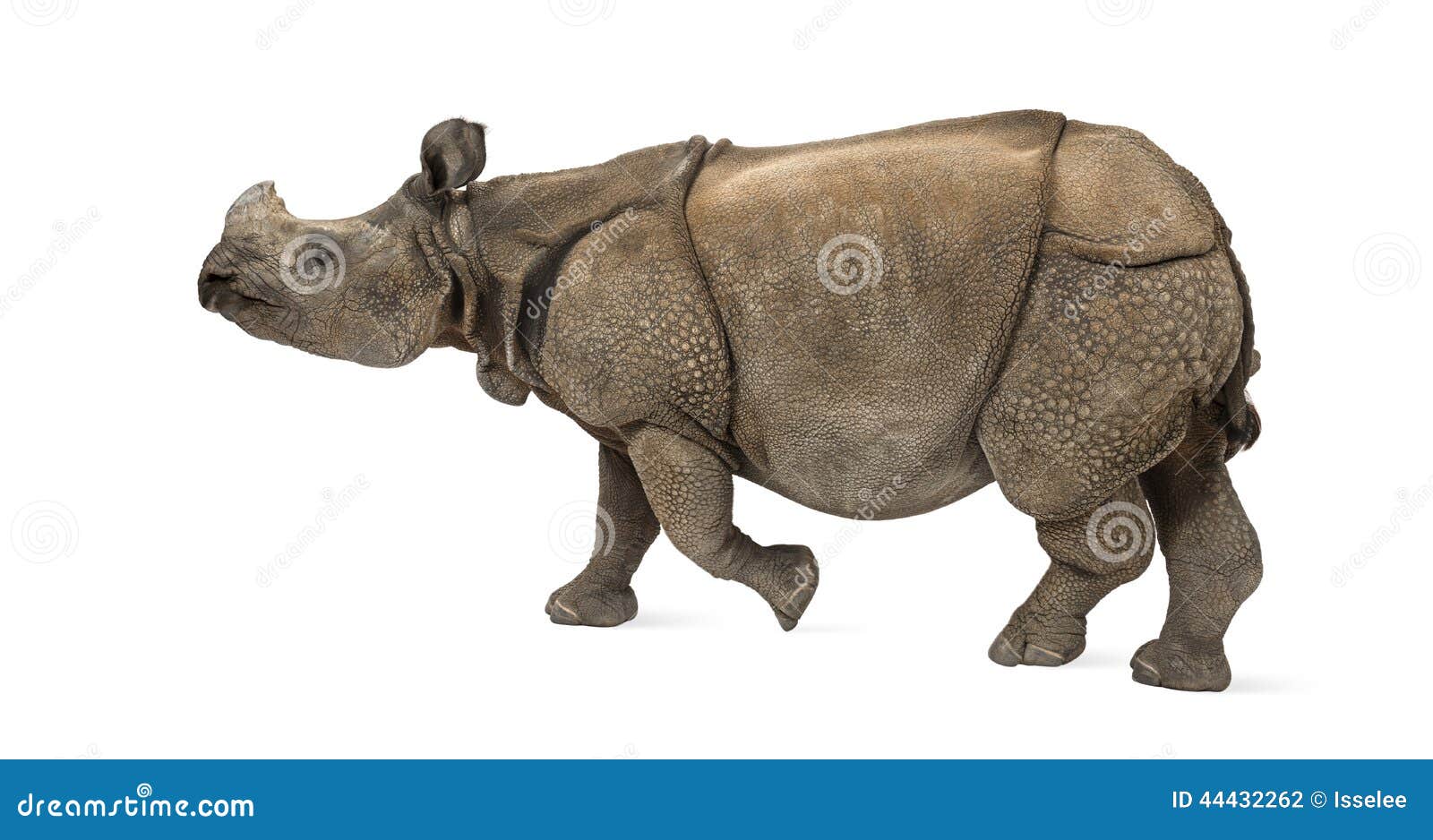 indian one-horned rhinoceros