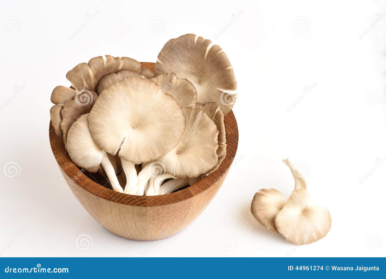 Indian Oyster, Phoenix Mushroom or Lung Oyster. Stock Photo Image of
