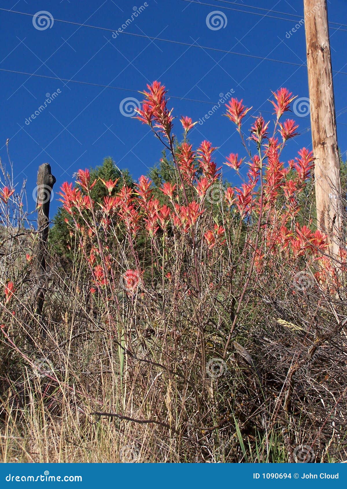 Indian Paint Brush Plant. 1 Stock Photo Image of stem, lines 1090694