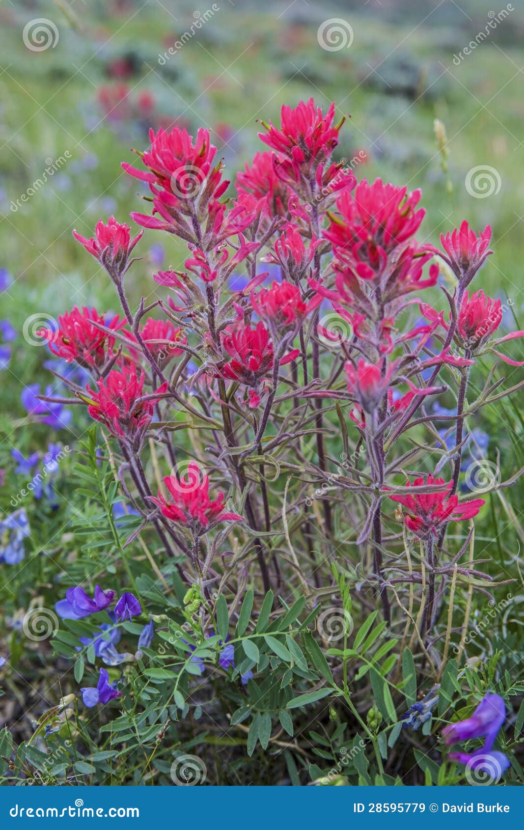 Indian Paint Brush and Vetch Plant. Stock Image Image of blossom