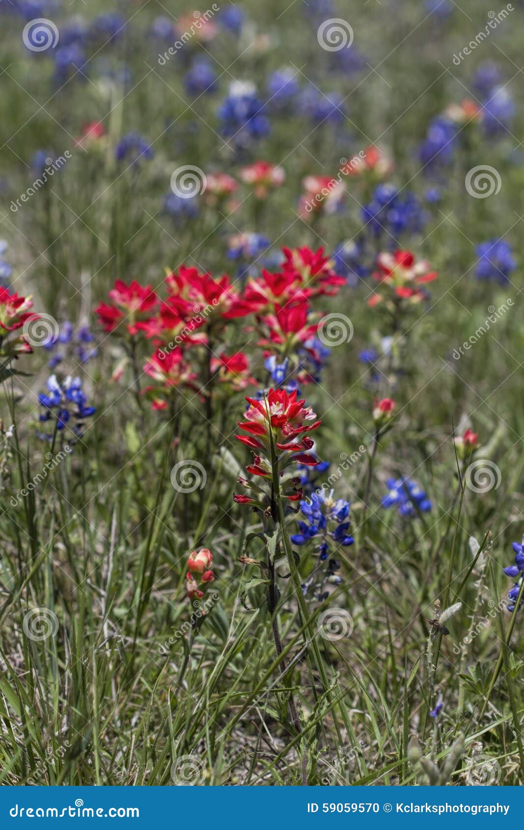 blue bonnet indian paintbrush tattoo blue bonnet indian paintbrush tattoo