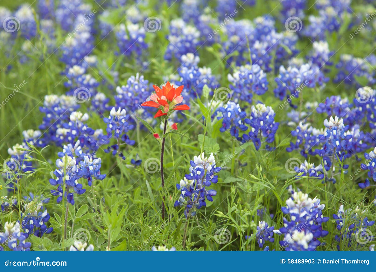 Indian Paintbrush Flower among Texas Stock Image Image of