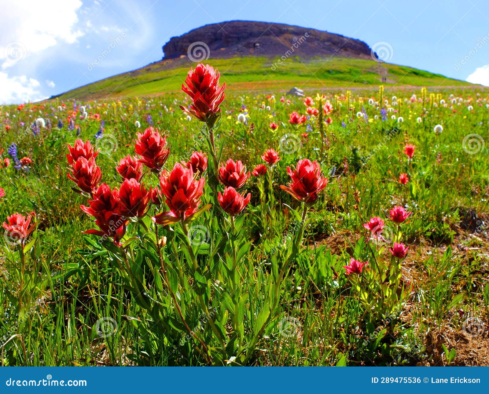 Indian Paintbrush Wildflowers and Table Mountain Tablerock Peak Stock