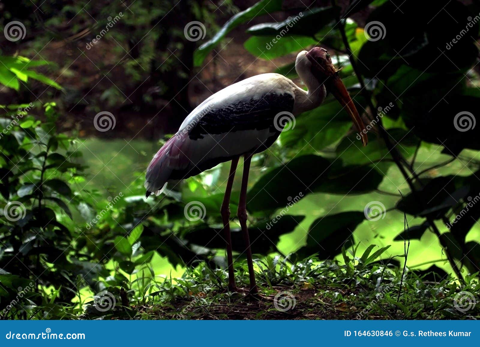 Indian Painted Glass Fish Died Due To Bent Spine Disease. Dead Small