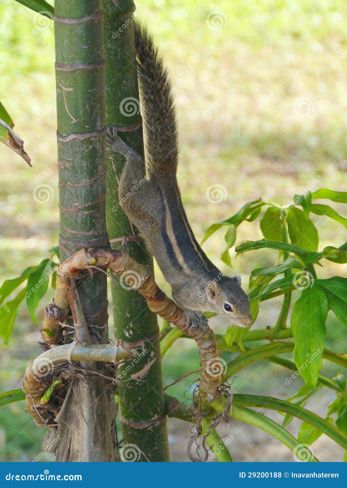 Indian palm squirrel stock photo. Image of orient, fauna 29200188