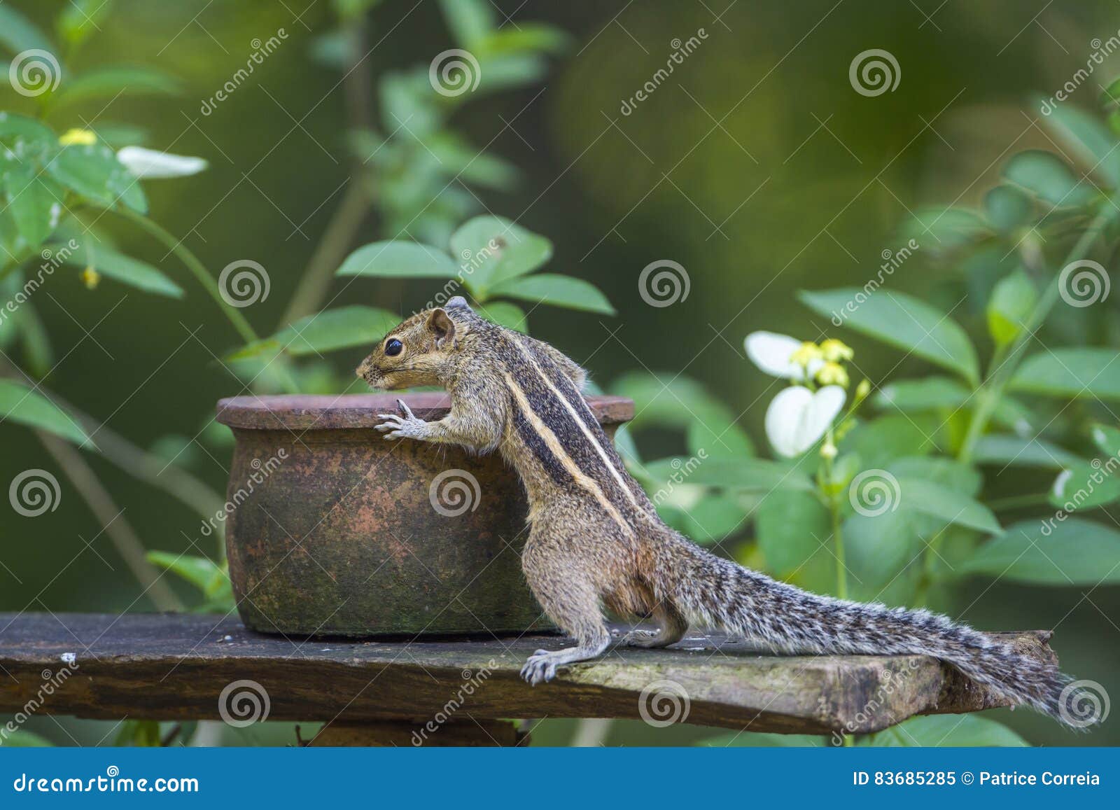 indian palm squirrel in mynneriya national park,sri lanka