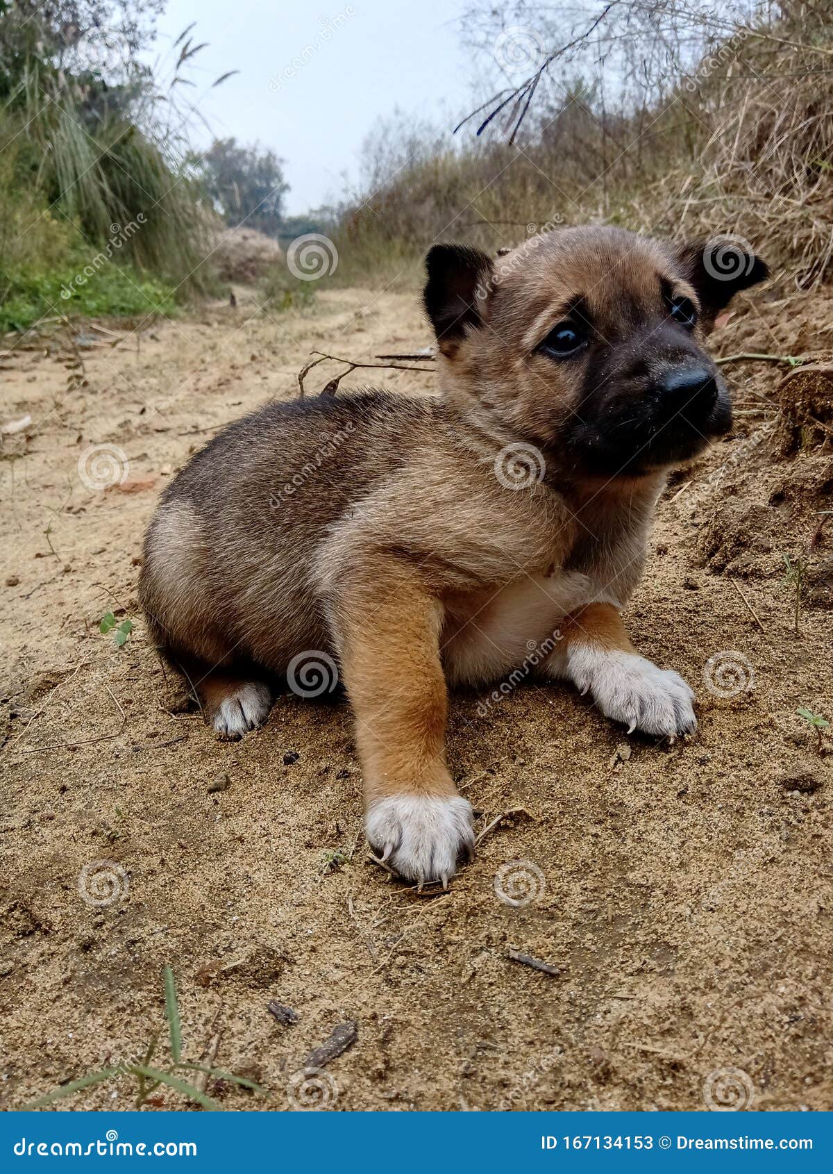 what does a 4 month old indian pariah dog puppy like to eat