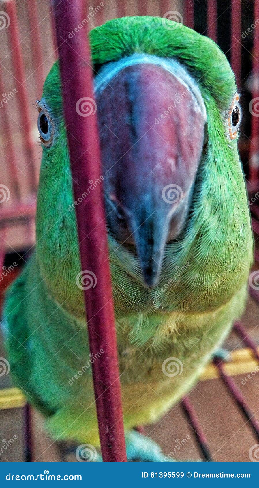 Indian Parrot stock image. Image of indian, green, parrot 81395599
