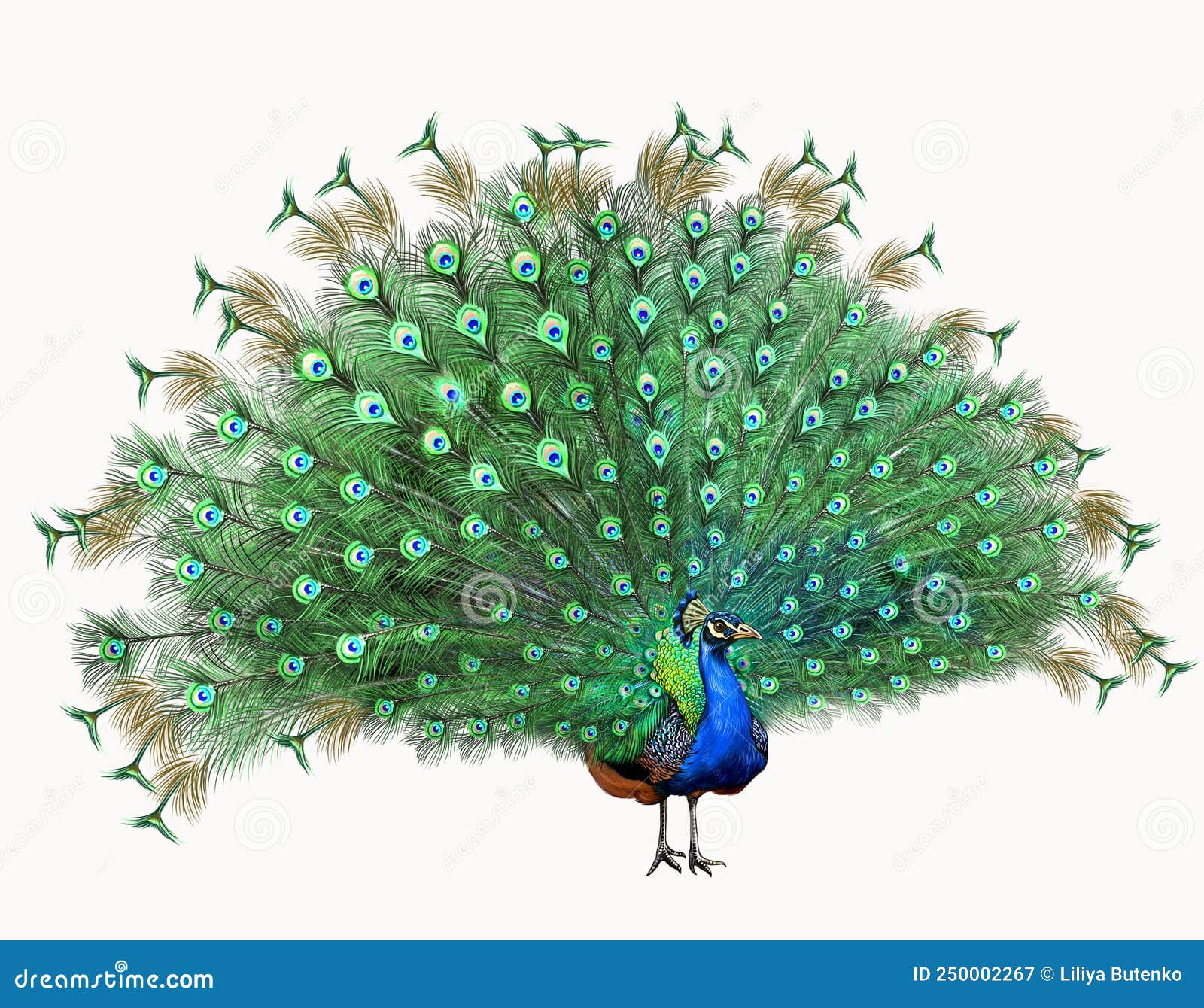 indian peacock pavo cristatus