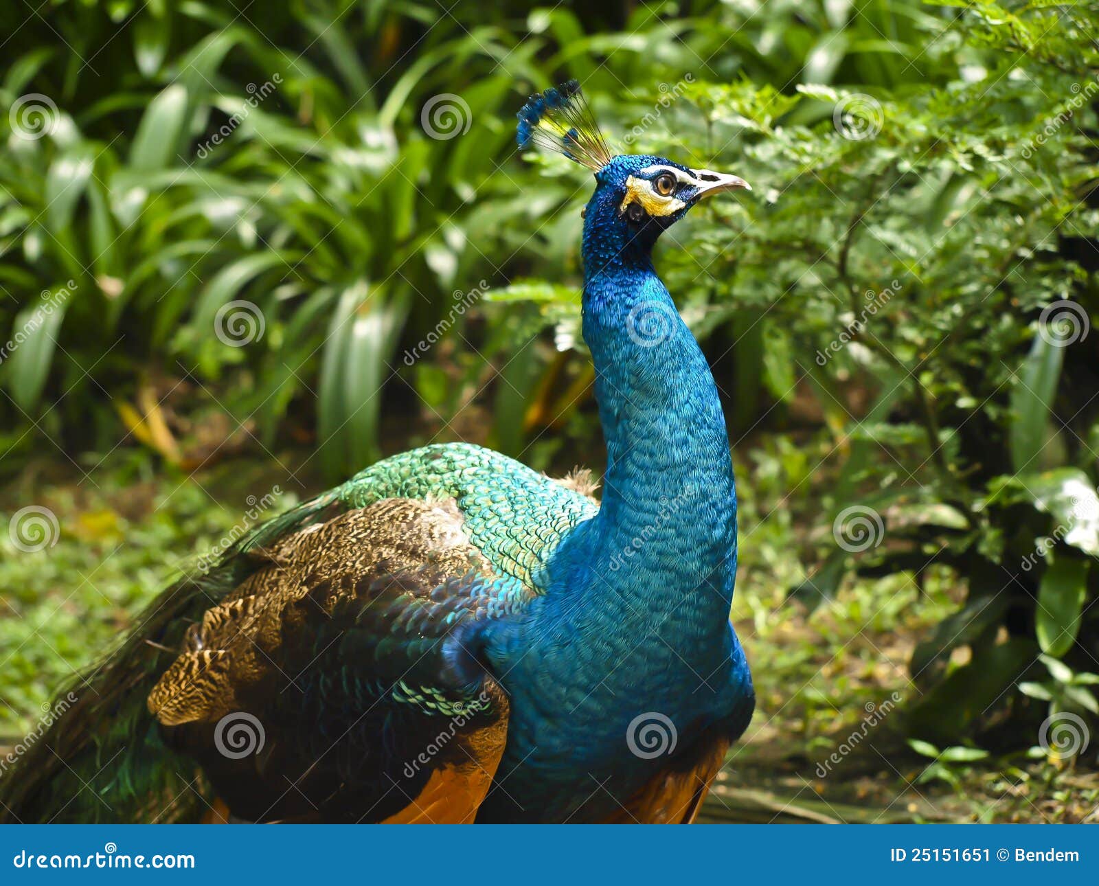 indian peafowl or blue peafowl (pavo cristatus)
