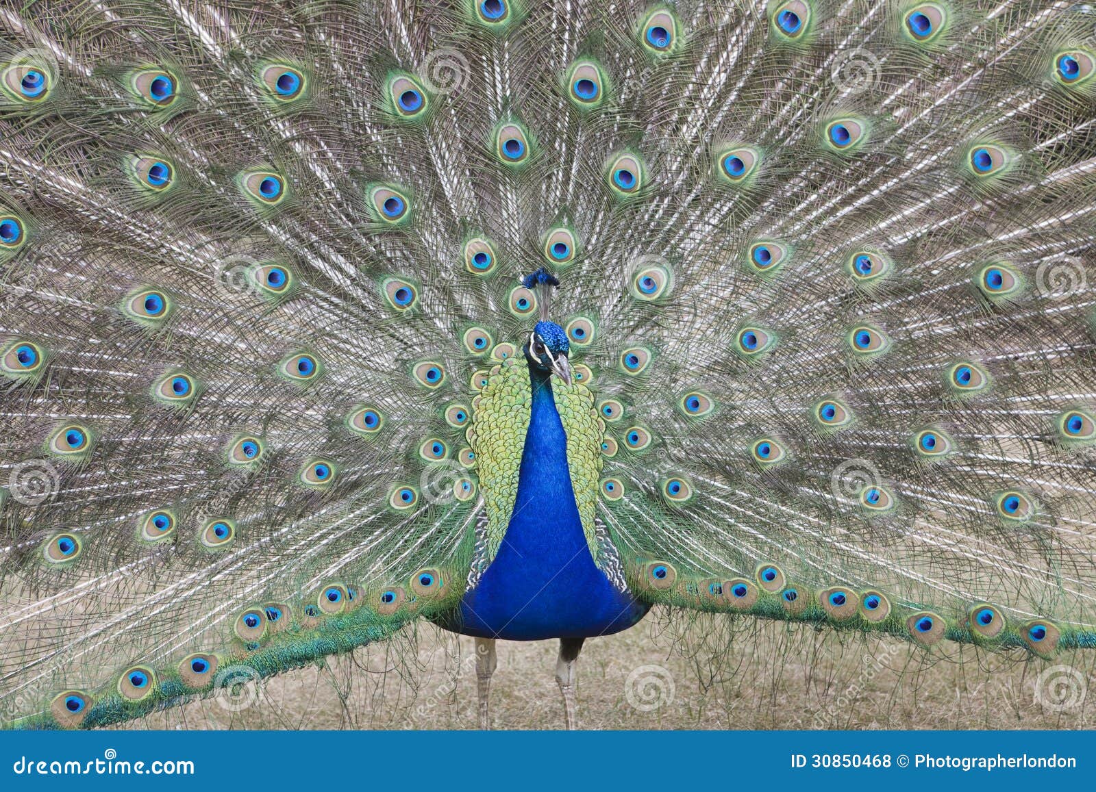 indian peafowl pavo cristatus (asiatic)with tail feathers displayed in courtship ritual