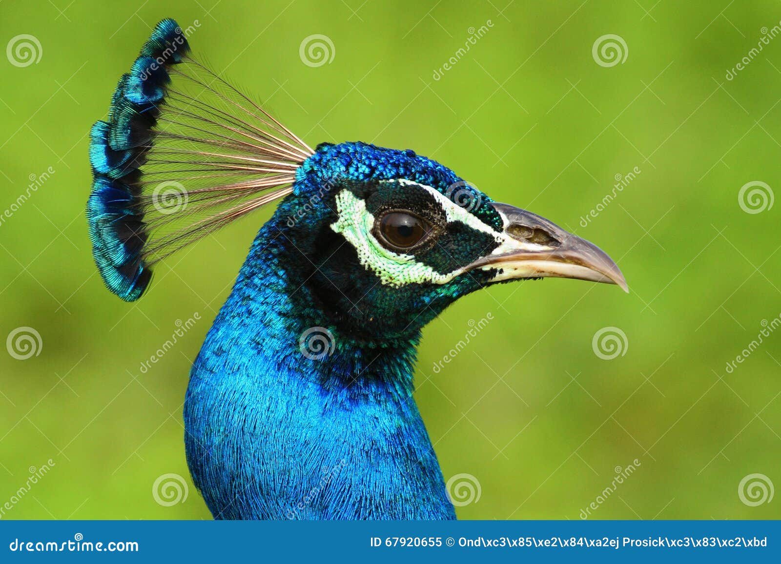 indian peafowl, pavo cristatus, detail head portrait, blue and green exotic bird from india and sri lanca