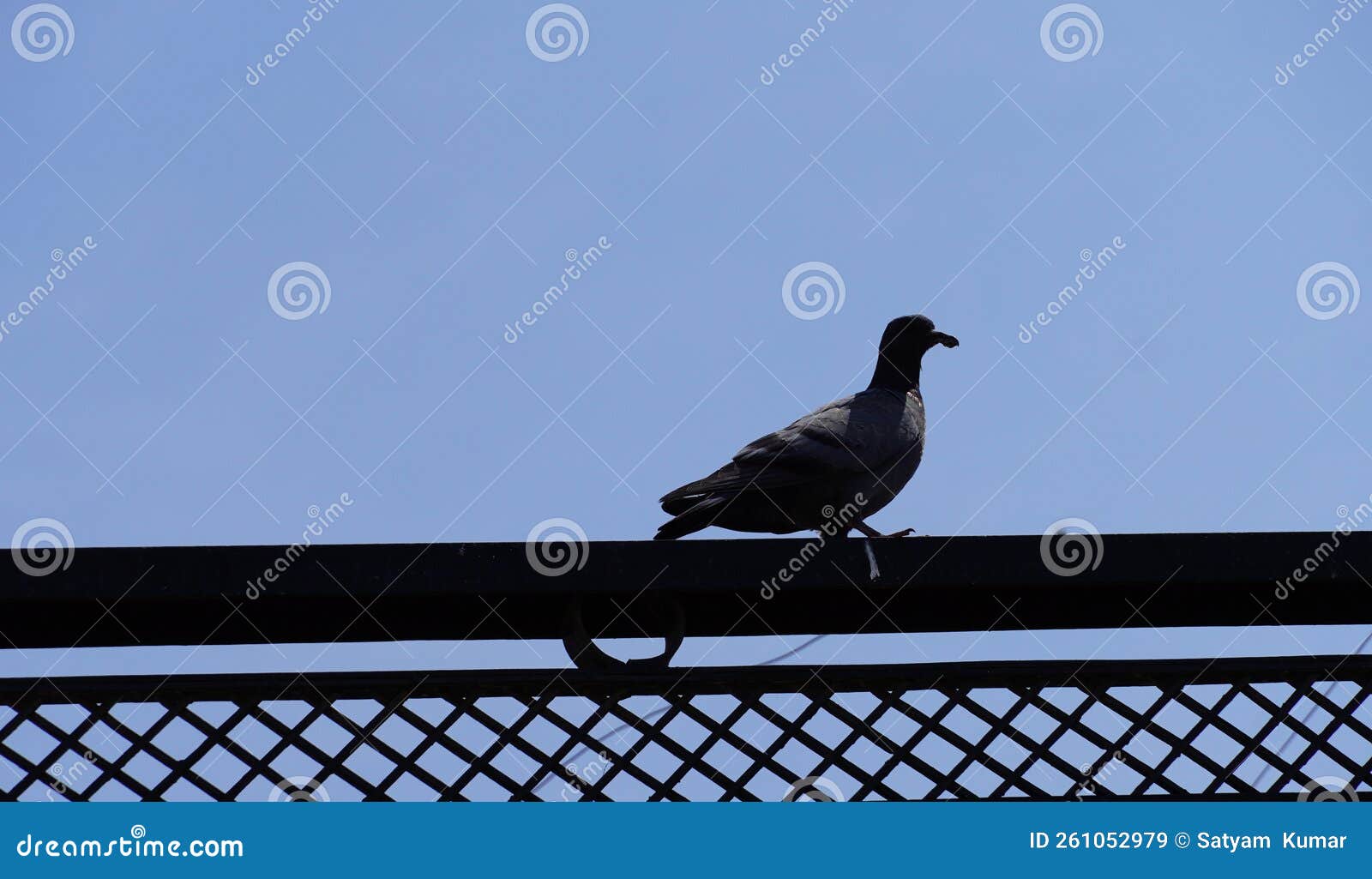 Indian Pigeon Sitting on Ledge of Terrace and Posing Stock Image