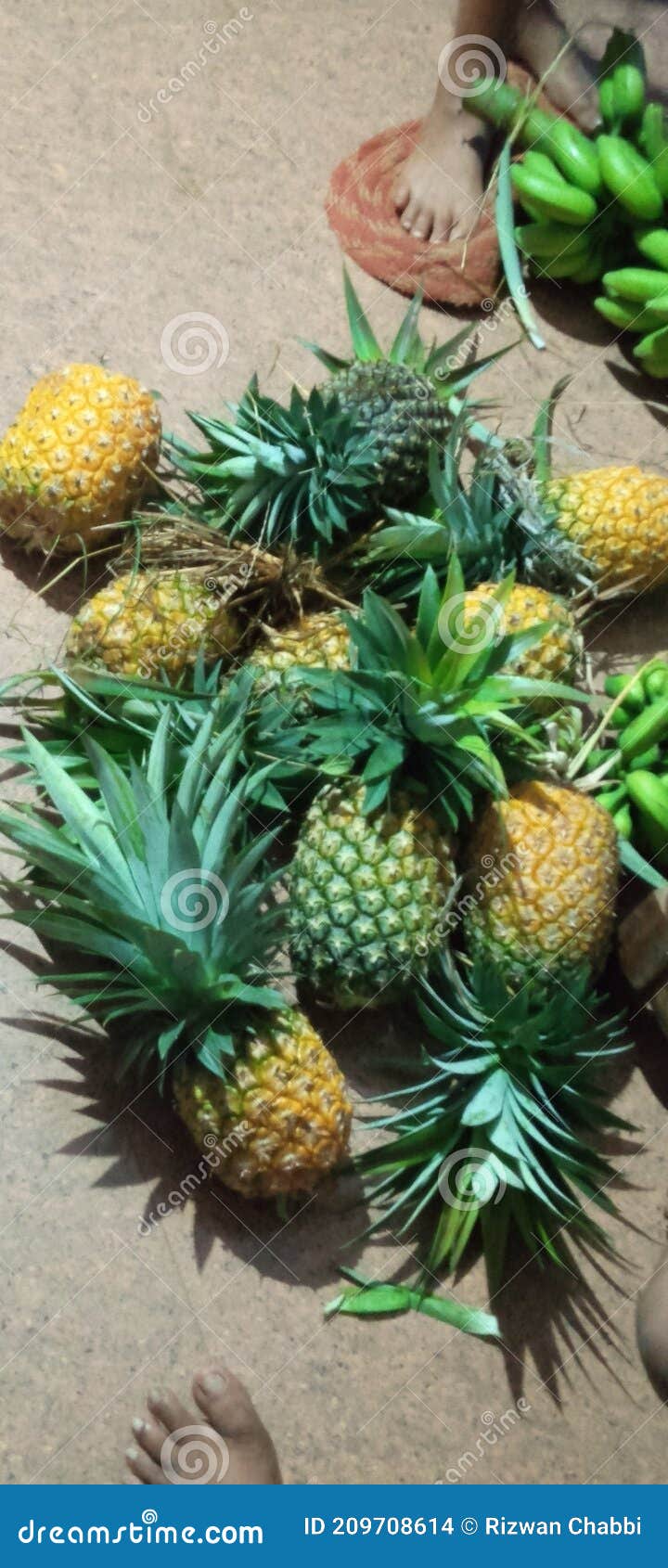 Indian pineapple fruit stock photo. Image of tree, pineapple 209708614