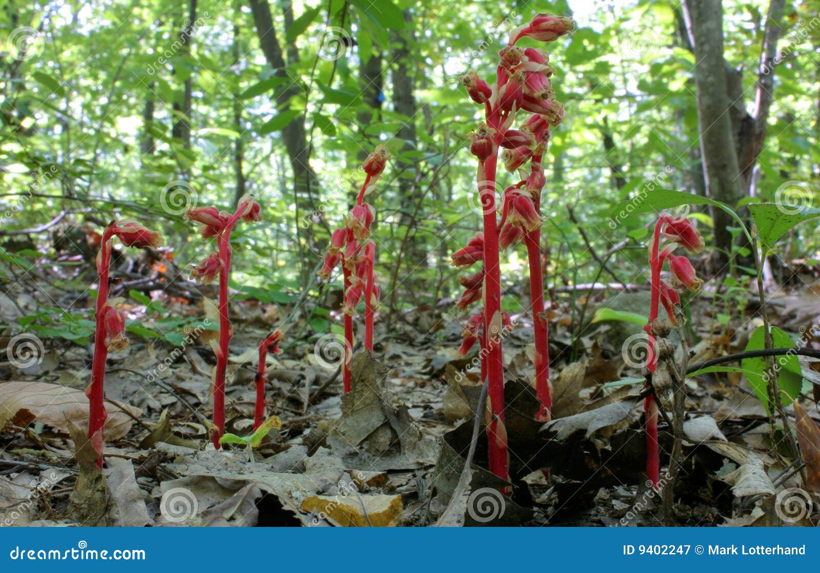 Indian Pipe plants stock image. Image of monotropaceae 9402247