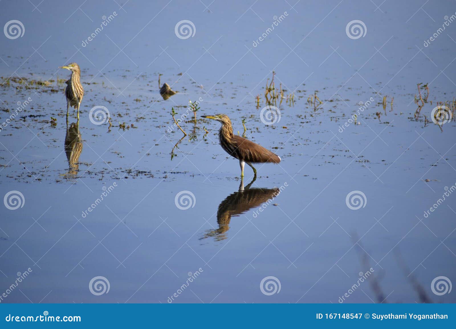 Indian pond heron stock image. Image of full, normal - 167148547