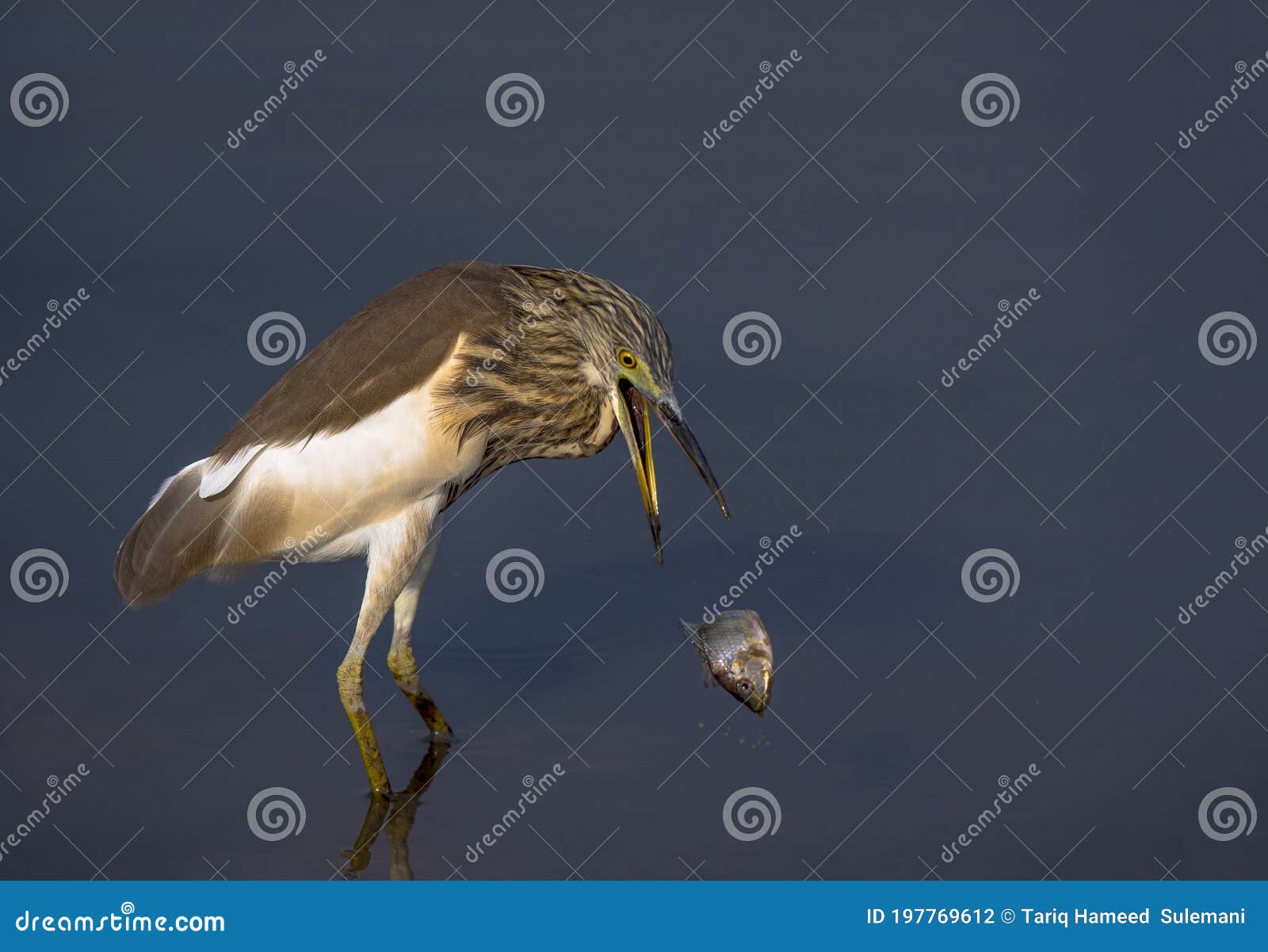 Indian Pond Heron in Pond Areas of Wildlife Reserves of Wetlands of ...