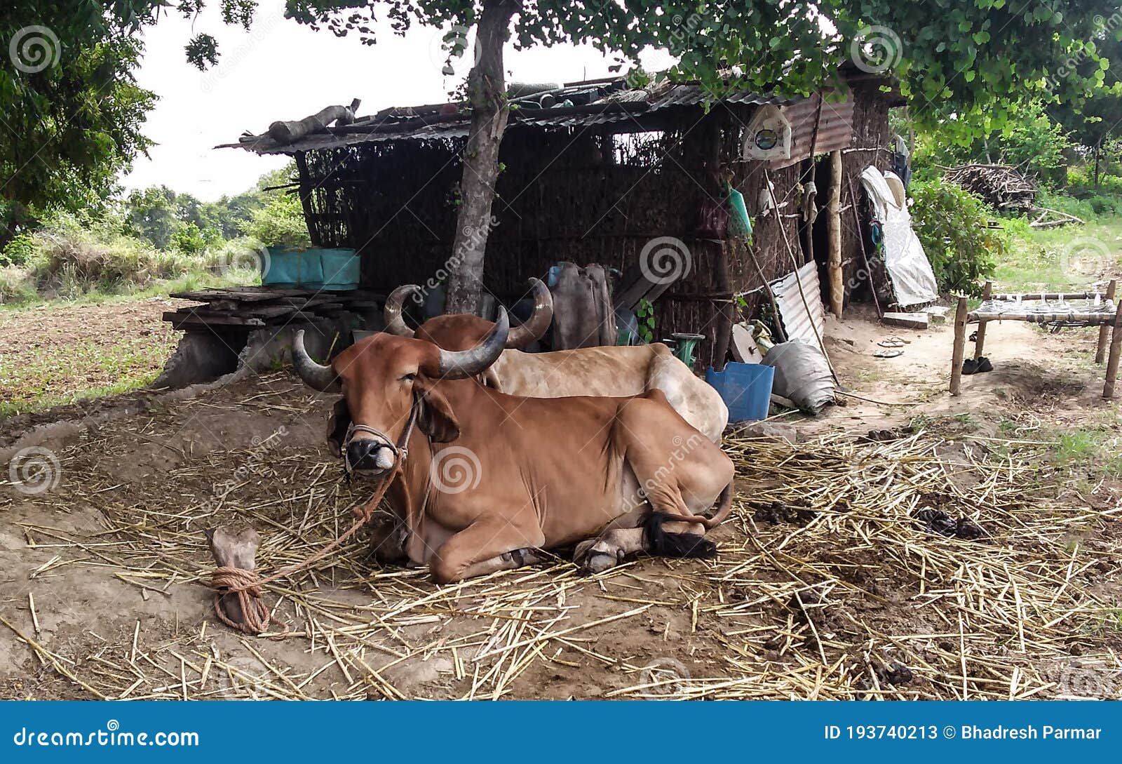 Indian Poor Home and Animal Stock Image Image of field, poor 193740213