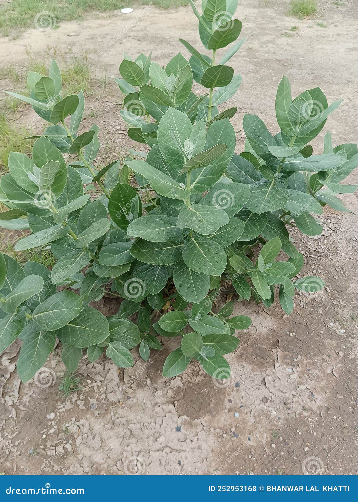 Indian Rajasthan Desert Plant Caparis Stock Photo Image of rajasthan