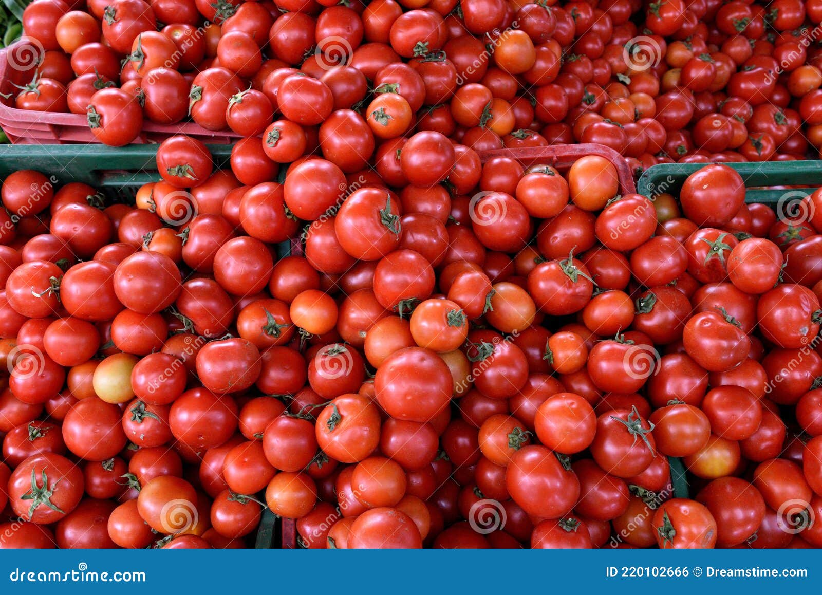 Indian Red Ripe Tomatoes, Fresh Harvested Locally Grown Tomatoes Stock ...