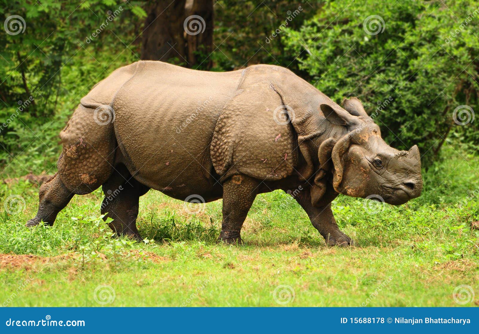 Indian Rhino stock photo. Image of head, grass, assam 15688178