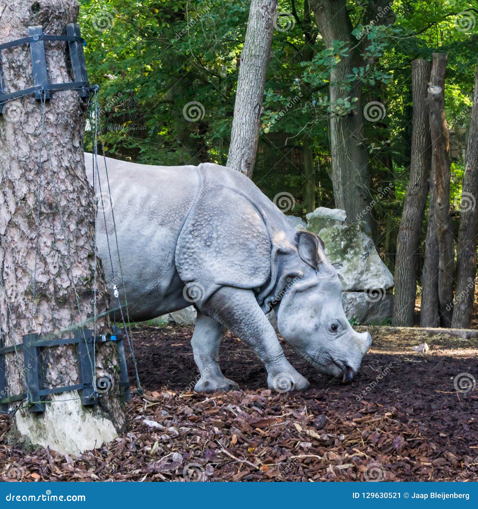 rhino tree free download rhino tree free download