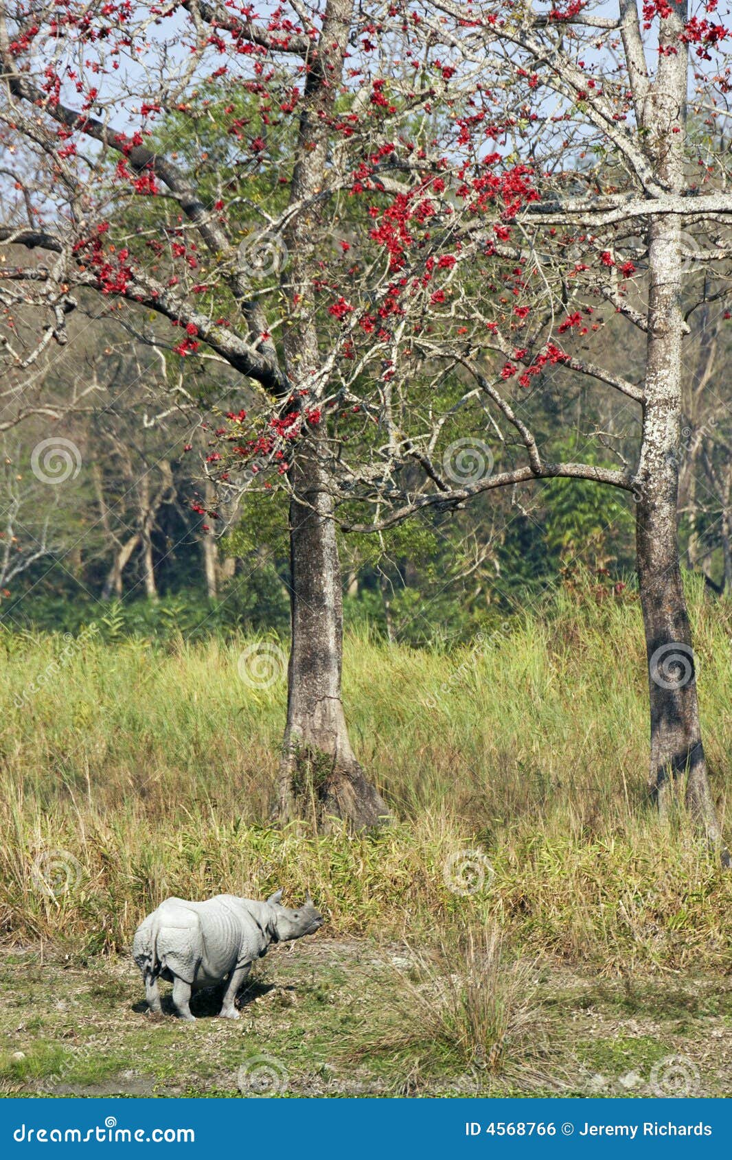 rhino tree download rhino tree download
