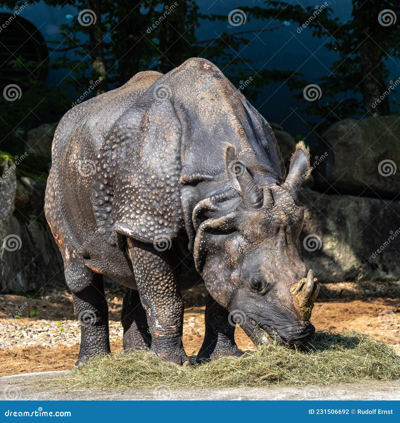 The Indian Rhinoceros, Rhinoceros Unicornis Aka Greater One-horned  Rhinoceros Stock Photo - Image of endangered, powerful: 231506692