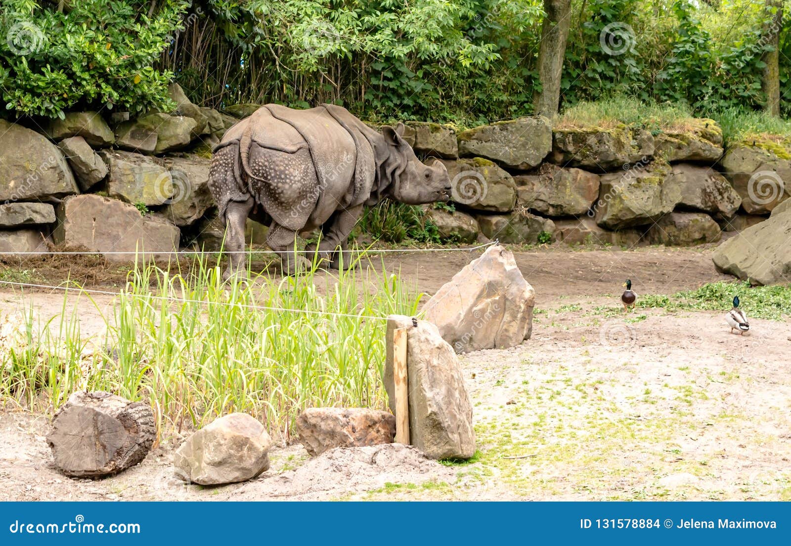 rhinoceros unicornis trading rhinoceros unicornis trading