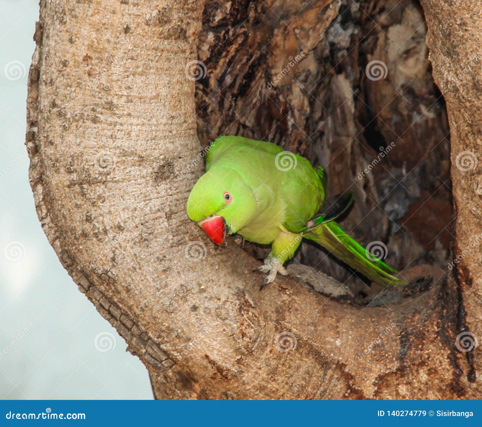Rose-ringed Parakeet (Psittacula krameri) | Kapiolani Park, … | Flickr